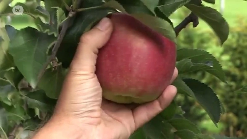 Digitalisering centraal bij Fruitcel