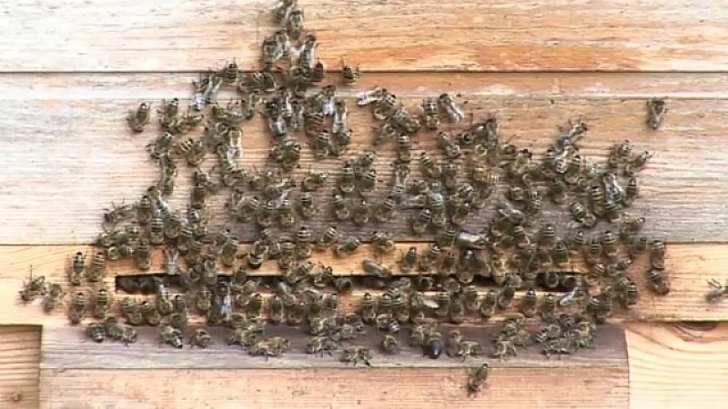Limburgse imkers blij met mogelijk resistente bijen