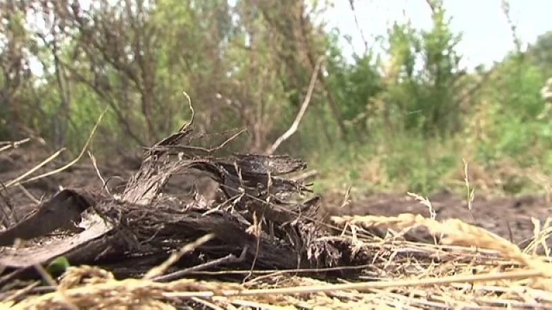 Buurt onder het roet in Wellen
