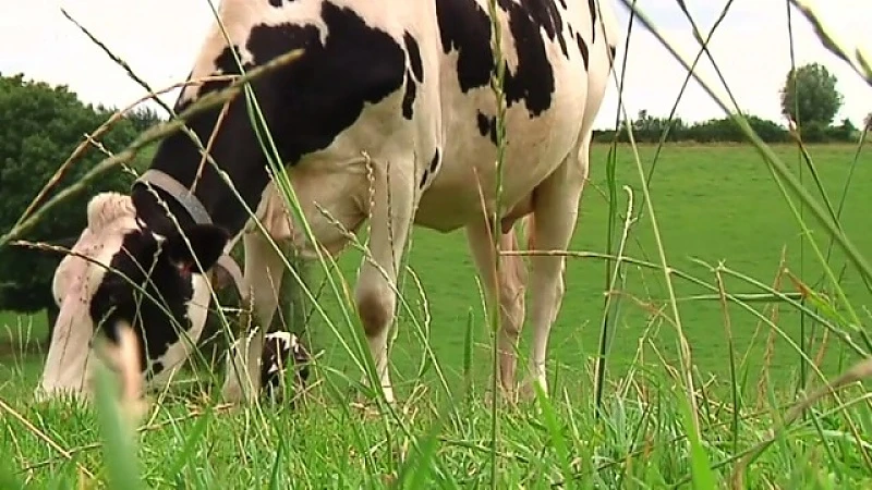 Melkveeboeren willen nog deze week actie voeren