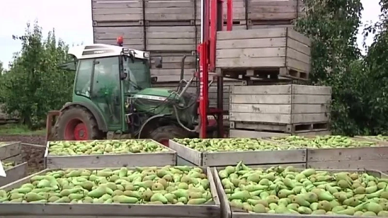 Boycot Rusland kostte fruittelers al 75 miljoen euro