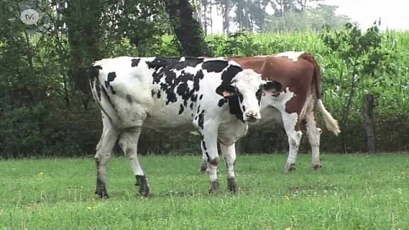 150 boerderijen geblokkeerd na rundertuberculose in Meeuwen