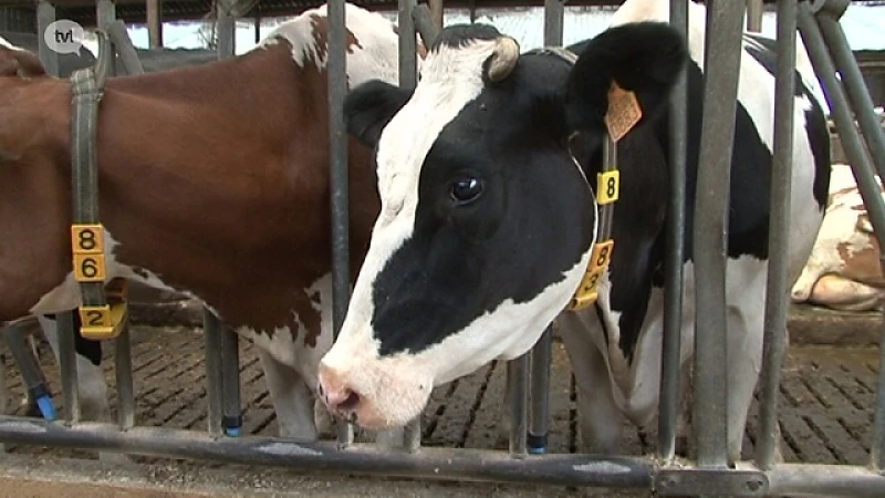 Kopzorgen voor melkveesector na rundertuberculose