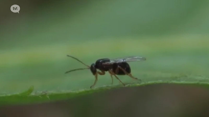 Exotische tammekastanjegalwesp schadelijk voor Limburgse natuur