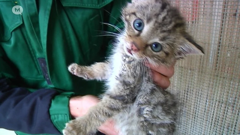 Voor het eerst wilde kat in het Natuurhulpcentrum