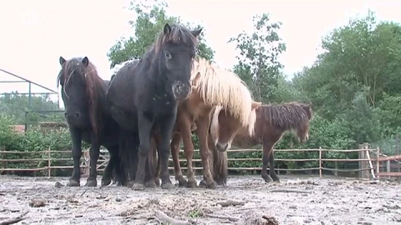 Vogel- en zoogdierenopvangcentrum opnieuw overspoeld met verwaarloosde paarden