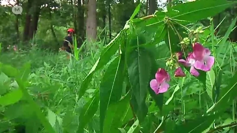Reuzenbalsemien bedreigt inheems flora in Noord-Limburg