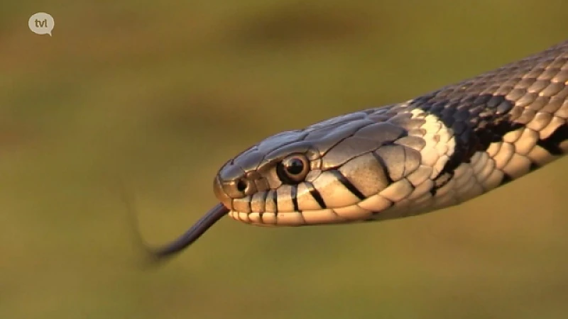 Weer ringslangen in het wild in Limburg