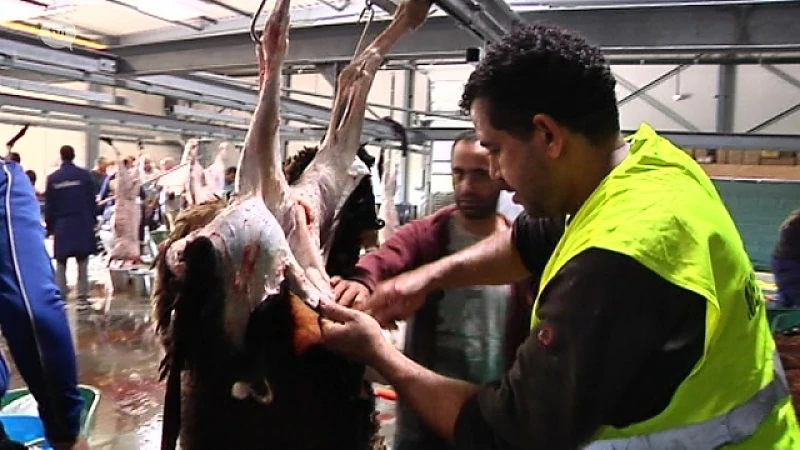 Nieuw slachthuis in Genk klaar voor Offerfeest