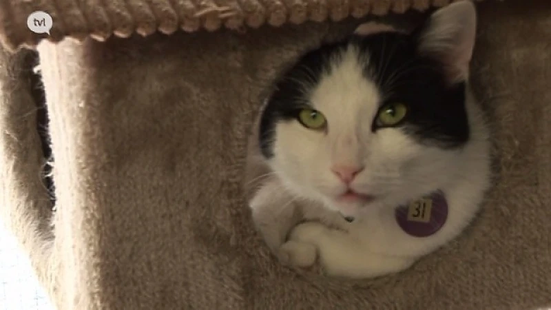 Dierenasielen: "Katten beter steriliseren dan chippen"