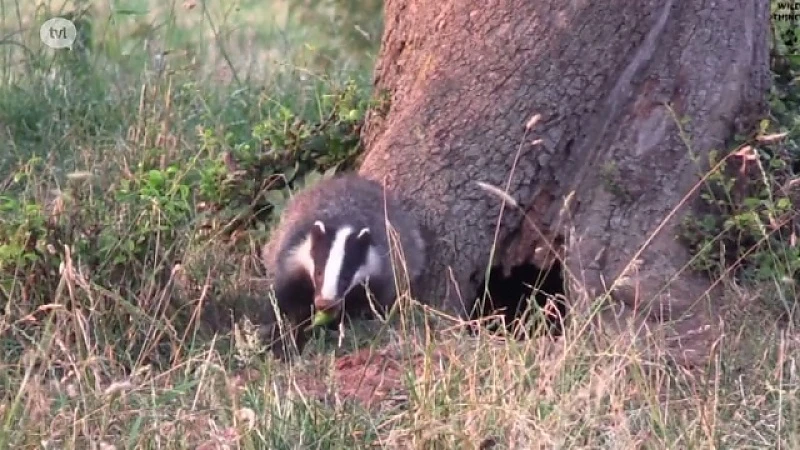 Limburgse dassen enige Vlaamse film op Natuurfilmfestival van Namen
