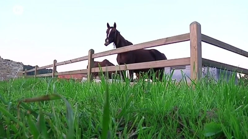 Nog nooit zoveel paarden sterven na eten van eikels
