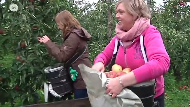 Fruitsector Sint-Truiden kampt met overschotten door Russische boycot