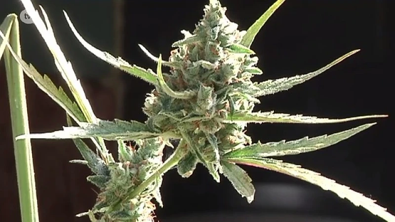 Operatie Clean House: al 33 weedplantages opgerold