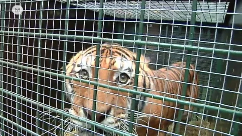 Moeilijke rit brengt tijger van Kroatië naar Opglabbeek