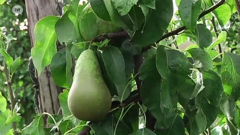 Fruit-app