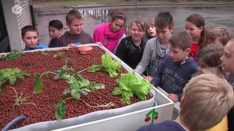 Leerlingen dragen steentje bij met aquarium dat gekoppeld is aan groentenbak