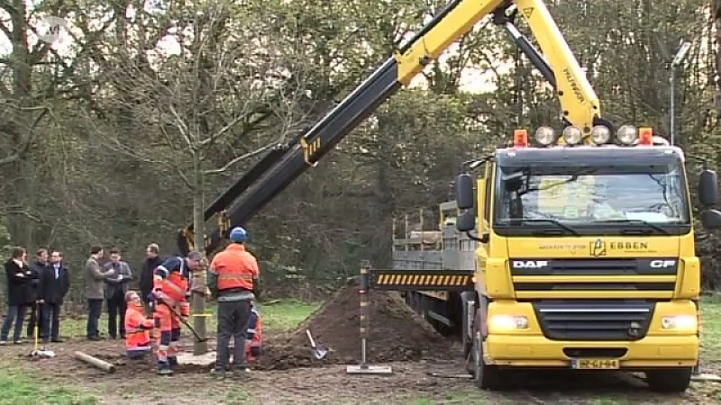 Overpelt krijgt als prijs voor mooiste boom... een nieuwe boom