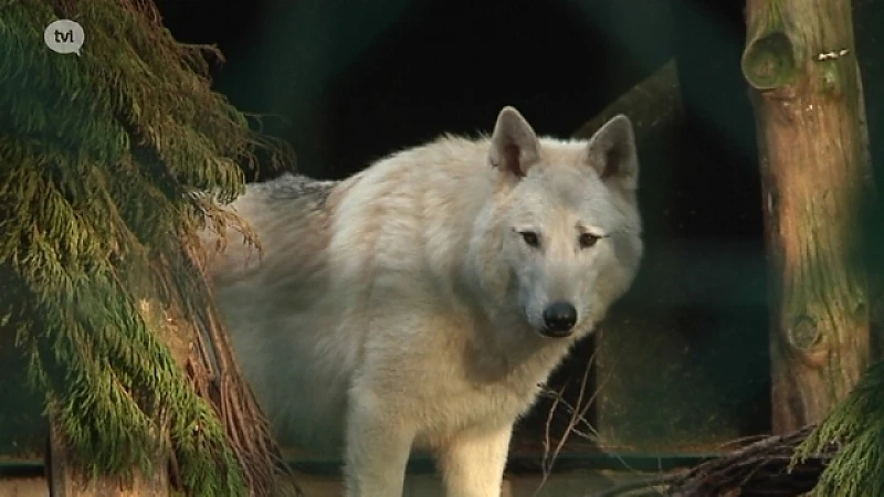 Zo weinig mogelijk vuurwerk uit zorg voor dieren