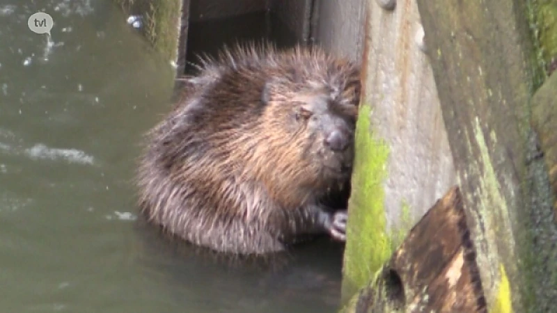 Natuurhulpcentrum redt bever in Lommel