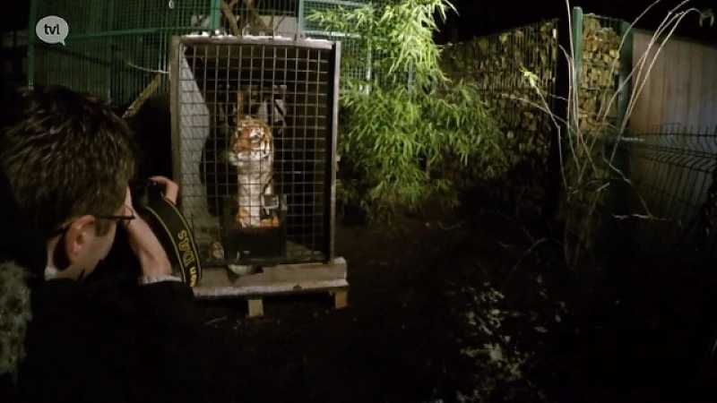 Engeland biedt langdurige opvang aan tijger uit Natuurhulpcentrum