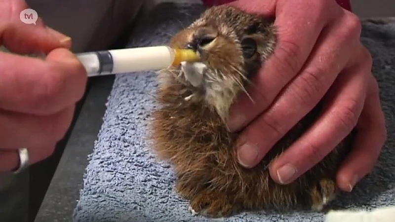 Eerste jonge haas binnengebracht bij het Natuurhulpcentrum