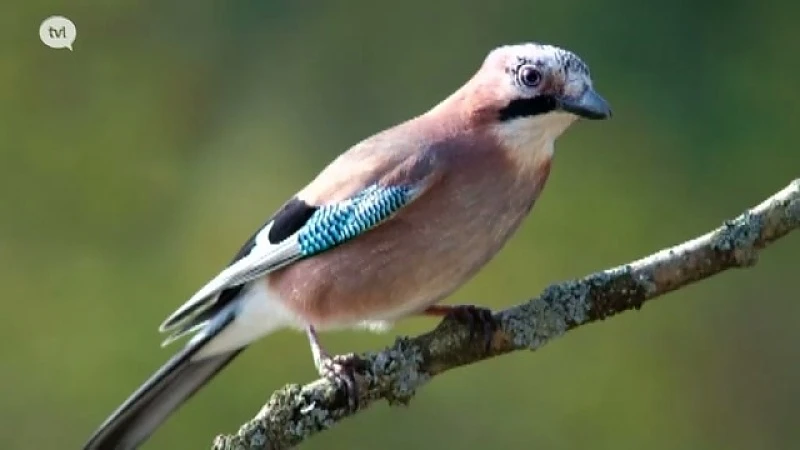 Natuurbeschermers boos omdat Schauvlieghe 6 vogels vogelvrij verklaart