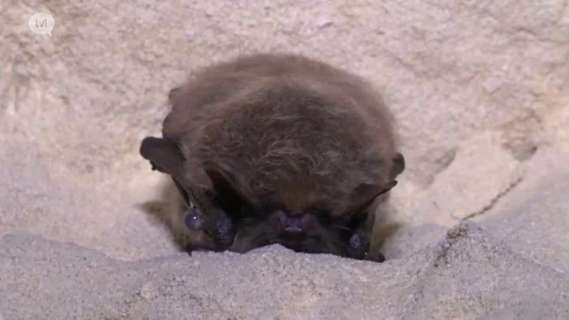 Vleermuizen in de grotten van Zichen in de war door zachte winter
