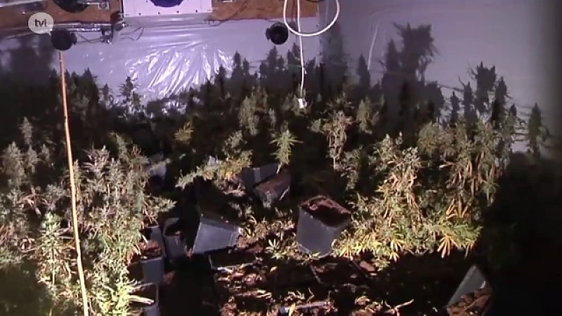 Grote wietplantage opgerold op zolder in Mopertingen