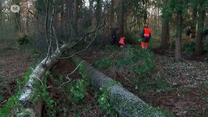 Hakhoutbeheer in Heusden-Zolder