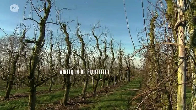 Winterwerkzaamheden in de fruitsector