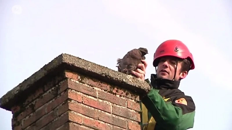 "Een rooster op je schoorsteen kan dierenleed verhelpen"