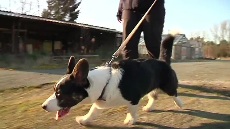 Honden vergiftigd in Hamont-Achel