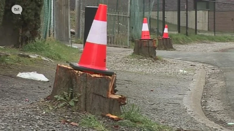 Gekapte bomen zorgen voor commotie in Hoeselt