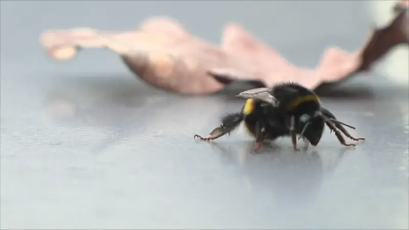 Natuurpunt vraagt aandacht voor de enorme achteruitgang van insecten