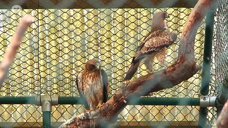 Natuurhulpcentrum zet dwergarenden uit met zenders