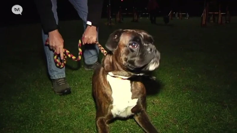 Boxer honden vaak niet welkom op hondenschool, wel in Houthalen-Helchteren