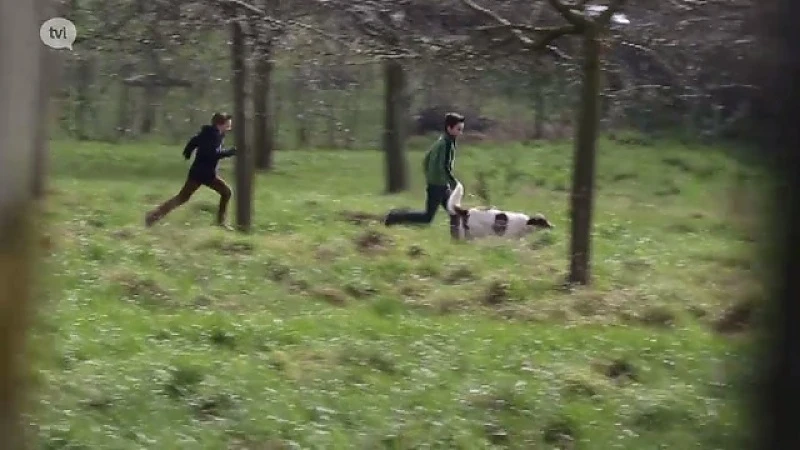 Fan van Limburg: 31 maart 2016