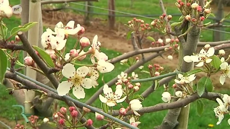 Eerste beelden van fruitbloesems in Haspengouw, ook Japanse tuin staat in bloei