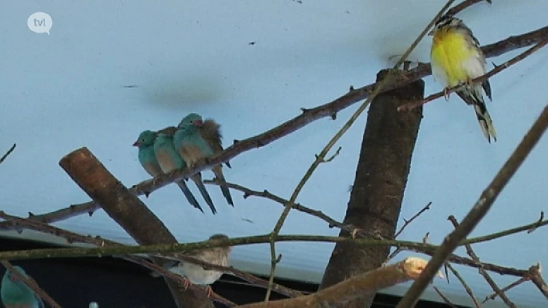 Natuurhulpcentrum vangt exotische zangvogels op