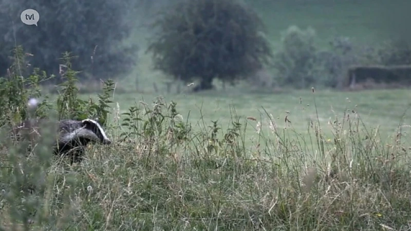 Film over Voerense dassen valt in de prijzen in Frankrijk