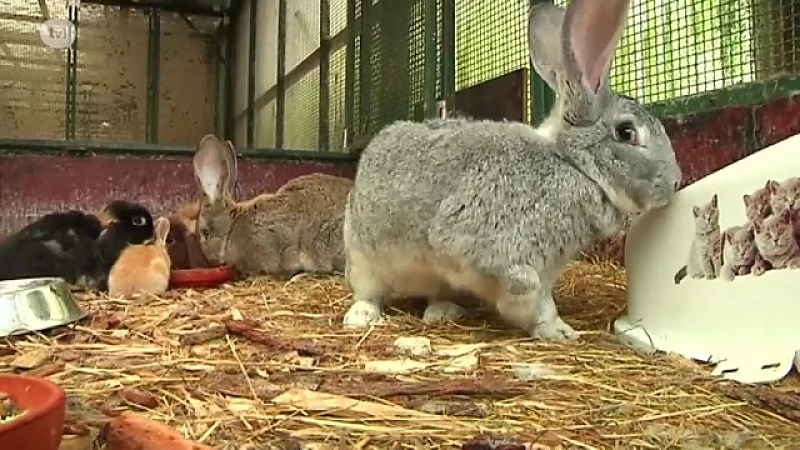Vogel- en zoogdierenopvangcentrum vangt bijna 300 verwaarloosde dieren op