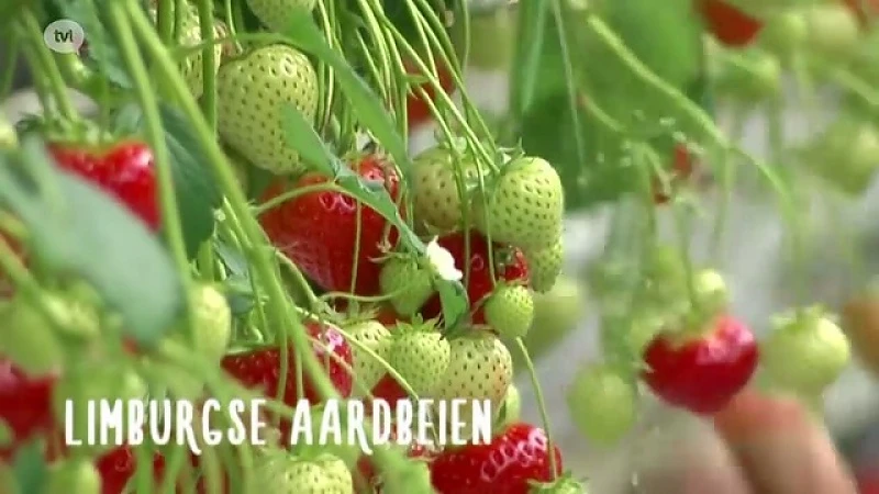 Limburgse aardbeien
