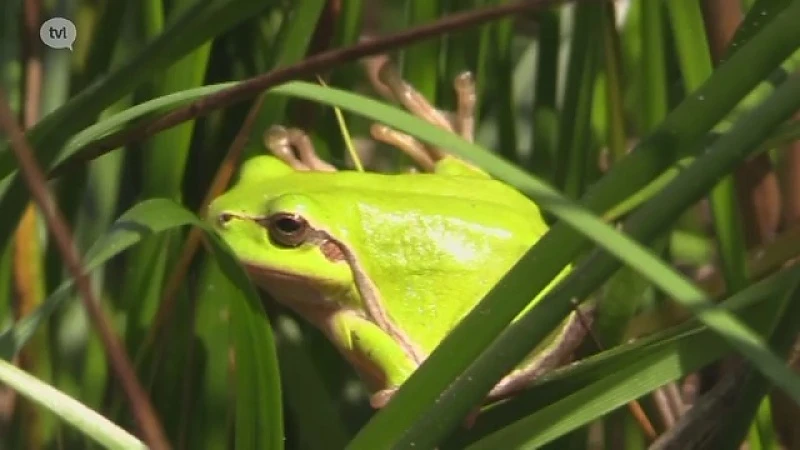 Ooit bijna uitgestorven, nu weer helemaal terug: de boomkikker