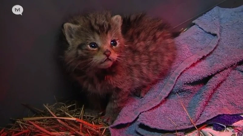 Natuurhulpcentrum vangt met wilde katten zeldzame diersoort op