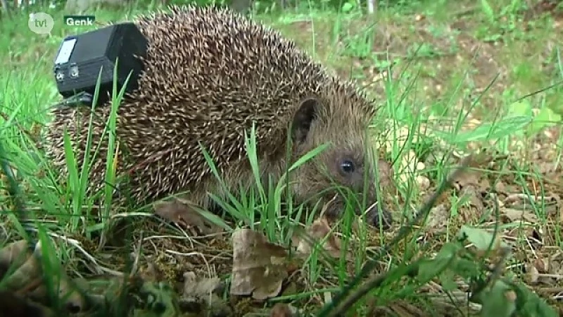 Provinciaal Natuurcentrum zet egels met zendertjes uit