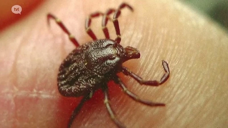 Diagnose ziekte van lyme komt vaak erg laat