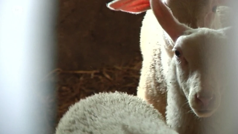 Kinderen bezoeken Bio-beleefboerderij