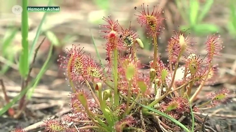Hamont geeft de heide terug aan de natuur