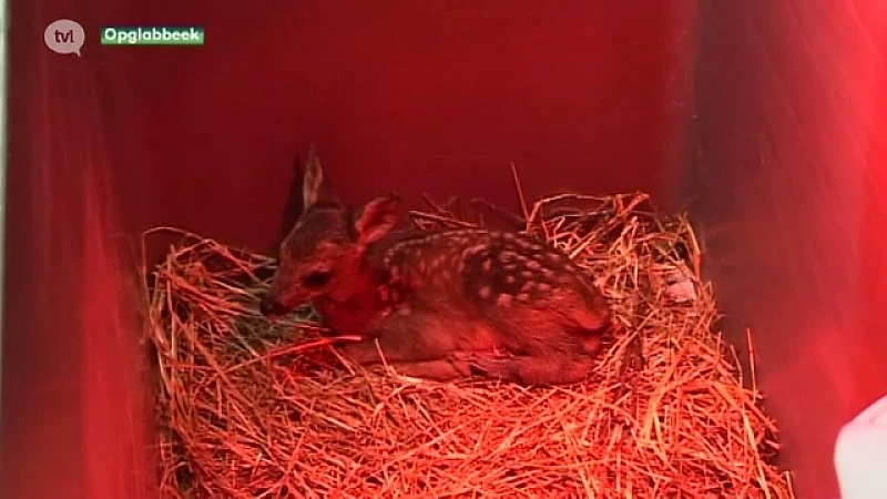 Rampzalig voorjaar voor jonge dieren